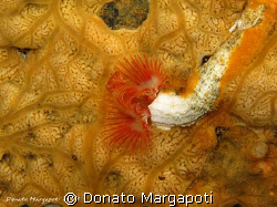 Serpula vermicularis, S. Maria al Bagno - Lecce - Italy, ... by Donato Margapoti 